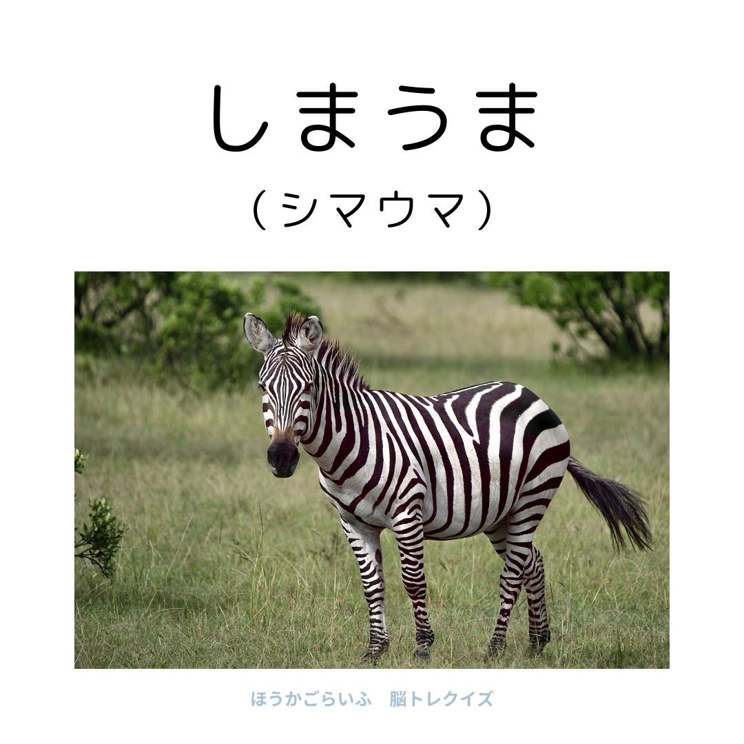 高齢者向け（無料）言葉の並び替えで脳トレしよう！文字（ひらがな）を並び替える簡単なゲーム【動物の名前】健康寿命を延ばす鍵